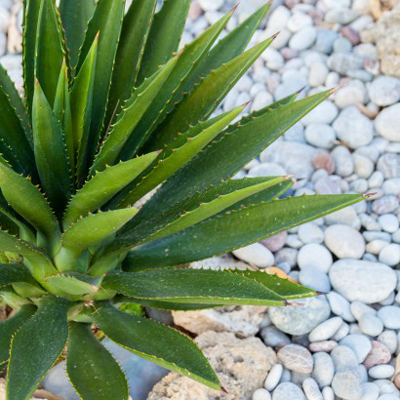 How to Get Rid of Dark Spots with Aloe Vera